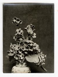 Léon Herlant (1873-1968) — Lot de 18 photographies noir et blanc sur papier, 7,5 x 11 cm chaque  Ce lot exceptionnel de photographies de diverses fleurs, capturées vers 1900, offre une exploration formelle qui privilégie la structure et les formes des pétales, plutôt que la vibrance des couleurs. Ici, les fleurs sont photographiées non pas dans leur éclat habituel, mais sous un regard contemporain