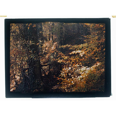Léon Herlant (1873-1968) — 1 autochrome sur plaque Lumière, 12 x 9 cm.  Cet autochrome d’un sous-bois en automne nous plonge dans une atmosphère feutrée et vibrante, où la pénombre forestière est traversée par de délicats rayons de soleil caressant un tapis de feuilles orange. Probablement pris dans le Bois de la Cambre, situé à proximité de la demeure de Léon Herlant à Boitsfort, ce cliché révèle