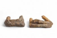 Georges Minne (1866–1941) Deux études de bras et mains pour figures agenouillées Plâtre – Provenance : Atelier de l’artiste  Ces deux études en plâtre, représentant des bras et mains croisés, constituent de puissants fragments sculpturaux préparatoires aux célèbres figures agenouillées de Georges Minne, icônes de l'expression symboliste belge. L’intensité de la tension intérieure, si caractéristiq