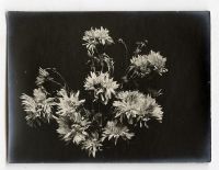 Léon Herlant (1873-1968) — Lot de 18 photographies noir et blanc sur papier, 7,5 x 11 cm chaque  Ce lot exceptionnel de photographies de diverses fleurs, capturées vers 1900, offre une exploration formelle qui privilégie la structure et les formes des pétales, plutôt que la vibrance des couleurs. Ici, les fleurs sont photographiées non pas dans leur éclat habituel, mais sous un regard contemporain