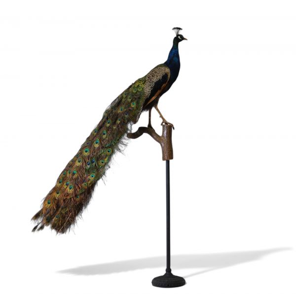 Taxidermie - Paon naturalisé posé sur une branche, socle en métal.