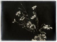 Léon Herlant (1873-1968) — Lot de 18 photographies noir et blanc sur papier, 7,5 x 11 cm chaque  Ce lot exceptionnel de photographies de diverses fleurs, capturées vers 1900, offre une exploration formelle qui privilégie la structure et les formes des pétales, plutôt que la vibrance des couleurs. Ici, les fleurs sont photographiées non pas dans leur éclat habituel, mais sous un regard contemporain