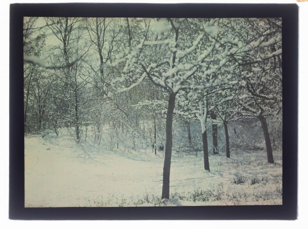 Léon Herlant (1873-1968) — autochrome sur plaque Lumière», 12 x 9 cm.  Paysage de verger sous la neige Dans ce paysage hivernal, un ensemble d’arbres forme la structure centrale de la composition. Dépouillés de leur feuillage, leurs branches nues découpent avec élégance l'immense blancheur de la neige qui recouvre le sol. L’harmonie entre les troncs sombres et le tapis lumineux crée un jeu subtil