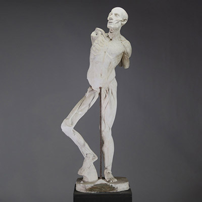 Grand écorché académique en plâtre, d’après Houdon, XIXᵉ siècle.