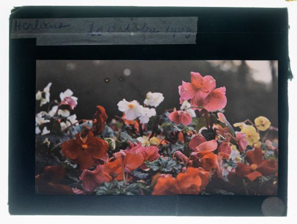 Léon Herlant (1873-1968) — autochrome sur plaque Lumière», 12 x 9 cm.  Bégonias en gros plan — 20 octobre 1909 Le 20 octobre 1909, un gros plan net révèle une explosion de bégonias aux couleurs vives — rouge, orange, jaune, blanc et rose — dans une composition presque abstraite. Chaque fleur, parfaitement définie, se distingue clairement dans sa vibrante palette de teintes, formant un ensemble har