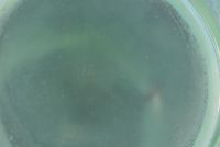 DAUM Nancy - High vase in frosted acid-etched green glass, decorated with flowers, signed under the base, circa 1900.