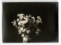 Léon Herlant (1873-1968) — Lot de 18 photographies noir et blanc sur papier, 7,5 x 11 cm chaque  Ce lot exceptionnel de photographies de diverses fleurs, capturées vers 1900, offre une exploration formelle qui privilégie la structure et les formes des pétales, plutôt que la vibrance des couleurs. Ici, les fleurs sont photographiées non pas dans leur éclat habituel, mais sous un regard contemporain