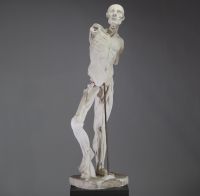 Grand écorché académique en plâtre, d’après Houdon, XIXᵉ siècle Rare modèle anatomique en plâtre figurant un homme écorché en pied, d’après le célèbre écorché de Jean-Antoine Houdon, réalisé à l’origine pour l’Académie royale de peinture et de sculpture à la fin du XVIIIᵉ siècle.  Ce modèle didactique représente un corps masculin dépourvu de peau, dévoilant avec rigueur la structure musculaire et