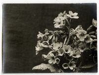 Léon Herlant (1873-1968) — Lot de 18 photographies noir et blanc sur papier, 7,5 x 11 cm chaque  Ce lot exceptionnel de photographies de diverses fleurs, capturées vers 1900, offre une exploration formelle qui privilégie la structure et les formes des pétales, plutôt que la vibrance des couleurs. Ici, les fleurs sont photographiées non pas dans leur éclat habituel, mais sous un regard contemporain