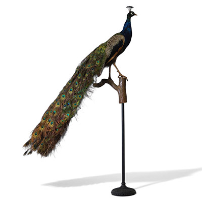 Taxidermie - Paon naturalisé posé sur une branche, socle en métal.