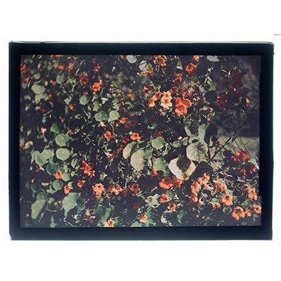 Léon Herlant (1873-1968) — autochrome sur plaque Lumière», 12 x 9 cm.  Roll-over de Capucines rouges Une explosion vibrante de capucines rouges en roll-over, où les fleurs se déploient dans un tourbillon intense de rouges éclatants, contrastant magnifiquement avec le vert luxuriant de leurs feuilles. Chaque pétale semble capturer la lumière, créant un jeu de couleurs d'une énergie rare. Le contras