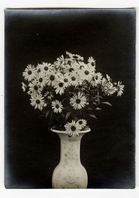 Léon Herlant (1873-1968) — Lot de 18 photographies noir et blanc sur papier, 7,5 x 11 cm chaque  Ce lot exceptionnel de photographies de diverses fleurs, capturées vers 1900, offre une exploration formelle qui privilégie la structure et les formes des pétales, plutôt que la vibrance des couleurs. Ici, les fleurs sont photographiées non pas dans leur éclat habituel, mais sous un regard contemporain
