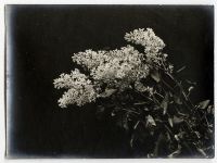 Léon Herlant (1873-1968) — Lot de 18 photographies noir et blanc sur papier, 7,5 x 11 cm chaque  Ce lot exceptionnel de photographies de diverses fleurs, capturées vers 1900, offre une exploration formelle qui privilégie la structure et les formes des pétales, plutôt que la vibrance des couleurs. Ici, les fleurs sont photographiées non pas dans leur éclat habituel, mais sous un regard contemporain