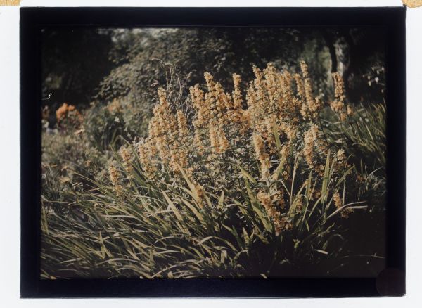 Léon Herlant (1873-1968) — 1 autochrome sur plaque Lumière, 12 x 9 cm.  Cet autochrome remarquable nous offre un gros plan délicat d’Anaphalis, immortalisées dans la lumière douce d’un jardin en fleur. Les inflorescences blanches et légèrement duveteuses, souvent appelées immortelles blanches, se détachent avec finesse sur un fond végétal flou, typique du rendu pictural propre au procédé autochrom
