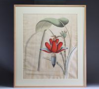 Botanique - Étude de fleur de bananier, aquarelle, signé Steinkopf, XIXème.