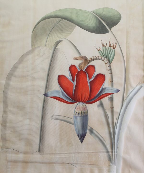 Botanique - Étude de fleur de bananier, aquarelle, signé Steinkopf, XIXème.