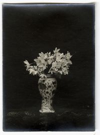 Léon Herlant (1873-1968) — Lot de 18 photographies noir et blanc sur papier, 7,5 x 11 cm chaque  Ce lot exceptionnel de photographies de diverses fleurs, capturées vers 1900, offre une exploration formelle qui privilégie la structure et les formes des pétales, plutôt que la vibrance des couleurs. Ici, les fleurs sont photographiées non pas dans leur éclat habituel, mais sous un regard contemporain