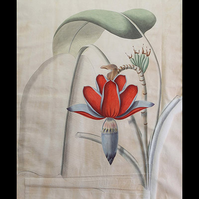 Botanique - Étude de fleur de bananier, aquarelle, signé Steinkopf, XIXème.