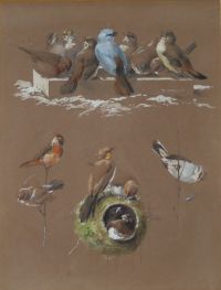Hector Giacomelli (1822-1904) — Paire d’aquarelles : Études d’oiseaux