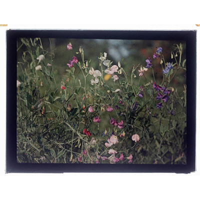 Léon Herlant (1873-1968) — autochrome sur plaque Lumière», 12 x 9 cm.  Pois de Senteur en roll over Dans un jeu dynamique de Pois de Senteur en roll over, les fleurs s’entrelacent et déploient leurs formes avec une fluidité exquise, créant un ensemble vibrant et coloré. Cette composition rappelle les toiles de Gustav Klimt, où des touches de couleurs riches et abstraites se mêlent harmonieusement.