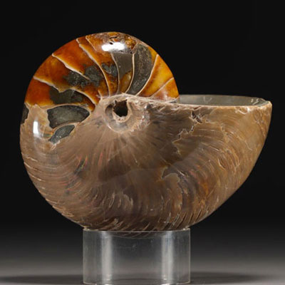 Polished ammonite