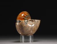 Polished ammonite
