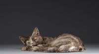 Jean TIÉLÈS, Paris - Cat having a siesta in glazed ceramic, 19th century.