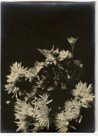 Léon Herlant (1873-1968) — Lot de 18 photographies noir et blanc sur papier, 7,5 x 11 cm chaque  Ce lot exceptionnel de photographies de diverses fleurs, capturées vers 1900, offre une exploration formelle qui privilégie la structure et les formes des pétales, plutôt que la vibrance des couleurs. Ici, les fleurs sont photographiées non pas dans leur éclat habituel, mais sous un regard contemporain