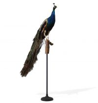 Taxidermie - Paon naturalisé posé sur une branche, socle en métal.