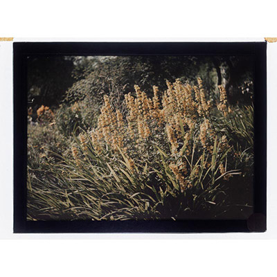 Léon Herlant (1873-1968) — 1 autochrome sur plaque Lumière, 12 x 9 cm.  Cet autochrome remarquable nous offre un gros plan délicat d’Anaphalis, immortalisées dans la lumière douce d’un jardin en fleur. Les inflorescences blanches et légèrement duveteuses, souvent appelées immortelles blanches, se détachent avec finesse sur un fond végétal flou, typique du rendu pictural propre au procédé autochrom