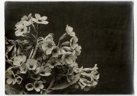 Léon Herlant (1873-1968) — Lot de 18 photographies noir et blanc sur papier, 7,5 x 11 cm chaque  Ce lot exceptionnel de photographies de diverses fleurs, capturées vers 1900, offre une exploration formelle qui privilégie la structure et les formes des pétales, plutôt que la vibrance des couleurs. Ici, les fleurs sont photographiées non pas dans leur éclat habituel, mais sous un regard contemporain