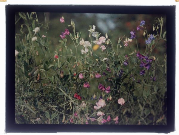Léon Herlant (1873-1968) — autochrome sur plaque Lumière», 12 x 9 cm.  Pois de Senteur en roll over Dans un jeu dynamique de Pois de Senteur en roll over, les fleurs s’entrelacent et déploient leurs formes avec une fluidité exquise, créant un ensemble vibrant et coloré. Cette composition rappelle les toiles de Gustav Klimt, où des touches de couleurs riches et abstraites se mêlent harmonieusement.