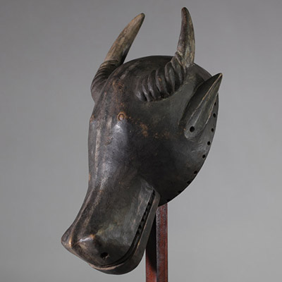 Rare masque zoomorphe de buffle surmonté de cornes, ethnie Holo, RD Congo / Angola. Bois ancien, belle patine sombre intégrée au bois. H : 41 cm  Collecté sur site par A.S., St Idesbald, début des années 1950 . Un masque relativement similaire a été présenté chez Christie’s New york ( lot 287 le 20/01/1982 – prov . Jeff van Straete, Lasne )
