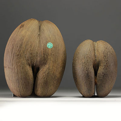 Paire de Cocco Fesse