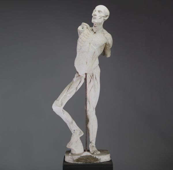 Grand écorché académique en plâtre, d’après Houdon, XIXᵉ siècle Rare modèle anatomique en plâtre figurant un homme écorché en pied, d’après le célèbre écorché de Jean-Antoine Houdon, réalisé à l’origine pour l’Académie royale de peinture et de sculpture à la fin du XVIIIᵉ siècle.  Ce modèle didactique représente un corps masculin dépourvu de peau, dévoilant avec rigueur la structure musculaire et