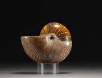 Polished ammonite