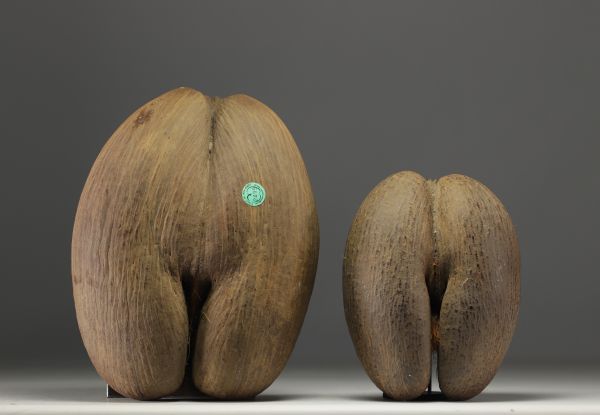 Paire de Cocco Fesse