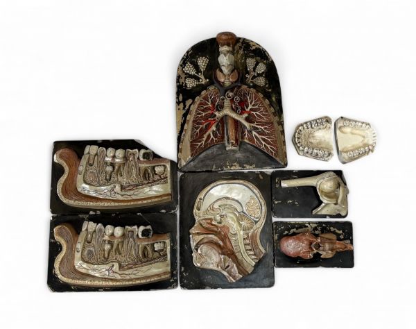 Ensemble de modèles anatomiques en plâtre polychrome — Bock-Steger Lips, vers 1900