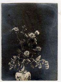 Léon Herlant (1873-1968) — Lot de 18 photographies noir et blanc sur papier, 7,5 x 11 cm chaque  Ce lot exceptionnel de photographies de diverses fleurs, capturées vers 1900, offre une exploration formelle qui privilégie la structure et les formes des pétales, plutôt que la vibrance des couleurs. Ici, les fleurs sont photographiées non pas dans leur éclat habituel, mais sous un regard contemporain