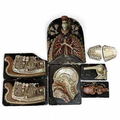 Ensemble de modèles anatomiques en plâtre polychrome — Bock-Steger Lips, vers 1900
