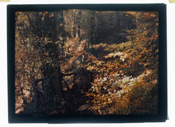 Léon Herlant (1873-1968) — 1 autochrome sur plaque Lumière, 12 x 9 cm.  Cet autochrome d’un sous-bois en automne nous plonge dans une atmosphère feutrée et vibrante, où la pénombre forestière est traversée par de délicats rayons de soleil caressant un tapis de feuilles orange. Probablement pris dans le Bois de la Cambre, situé à proximité de la demeure de Léon Herlant à Boitsfort, ce cliché révèle