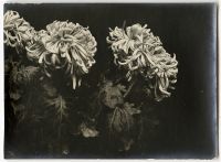 Léon Herlant (1873-1968) — Lot de 18 photographies noir et blanc sur papier, 7,5 x 11 cm chaque  Ce lot exceptionnel de photographies de diverses fleurs, capturées vers 1900, offre une exploration formelle qui privilégie la structure et les formes des pétales, plutôt que la vibrance des couleurs. Ici, les fleurs sont photographiées non pas dans leur éclat habituel, mais sous un regard contemporain