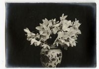 Léon Herlant (1873-1968) — Lot de 18 photographies noir et blanc sur papier, 7,5 x 11 cm chaque  Ce lot exceptionnel de photographies de diverses fleurs, capturées vers 1900, offre une exploration formelle qui privilégie la structure et les formes des pétales, plutôt que la vibrance des couleurs. Ici, les fleurs sont photographiées non pas dans leur éclat habituel, mais sous un regard contemporain