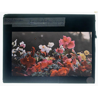 Léon Herlant (1873-1968) — autochrome sur plaque Lumière», 12 x 9 cm.  Bégonias en gros plan — 20 octobre 1909 Le 20 octobre 1909, un gros plan net révèle une explosion de bégonias aux couleurs vives — rouge, orange, jaune, blanc et rose — dans une composition presque abstraite. Chaque fleur, parfaitement définie, se distingue clairement dans sa vibrante palette de teintes, formant un ensemble har