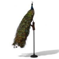 Taxidermie - Paon naturalisé posé sur une branche, socle en métal.