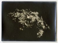Léon Herlant (1873-1968) — Lot de 18 photographies noir et blanc sur papier, 7,5 x 11 cm chaque  Ce lot exceptionnel de photographies de diverses fleurs, capturées vers 1900, offre une exploration formelle qui privilégie la structure et les formes des pétales, plutôt que la vibrance des couleurs. Ici, les fleurs sont photographiées non pas dans leur éclat habituel, mais sous un regard contemporain